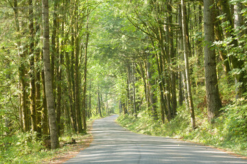 Country road passing between serene green trees in late summer