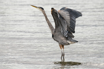 Great Blue Heron ardea herodias stretching wings while standing in sea water