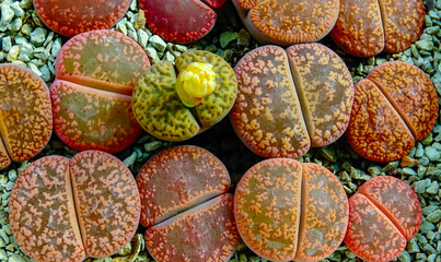 Mesembs (Lithops aucampia) South African plant from Namibia in the botanical collection of supersucculent plants