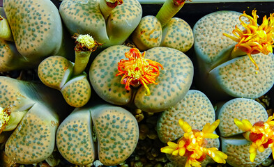 Mesembs (Lithops fulviceps) South African plant from Namibia in the botanical collection of...