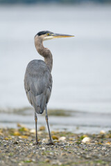 Great Blue Heron ardea herodias standing upright on the edge of the water on a shoreline