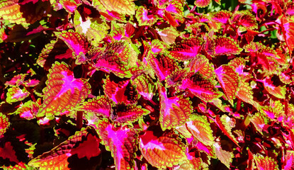 Coleus - a group of plants with bright leaves in the collection of a botanical garden