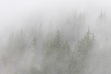 Mist rolling between green fir trees obscuring the view of nature