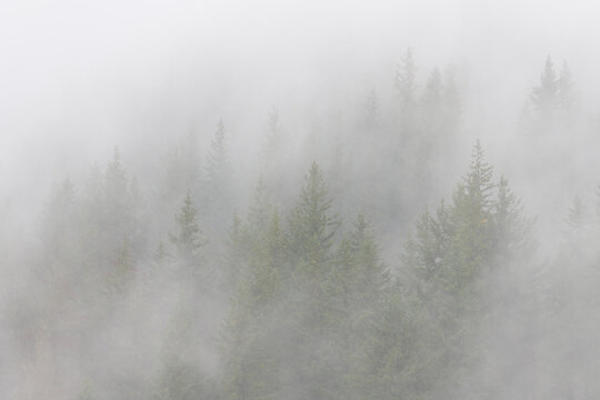 Mist rolling between green fir trees obscuring the view of nature © IanDewarPhotography