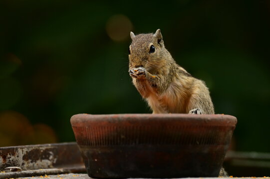 squirrel eating nut