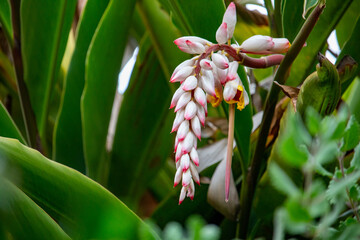 Flor da colônia (Alpinia speciosa ou Alpinia Zerumbet). No Brasil é encontrada em várias regiões, com os nomes populares Azucena-de-porcelana, gengibre-concha, alpínia e flor de cera.