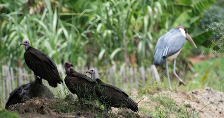 group of vultures near a Marabou in Africa