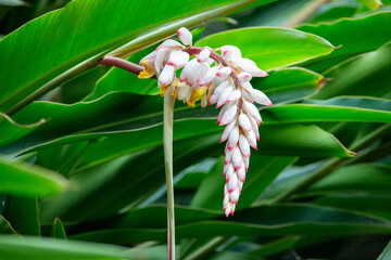 Flor da colônia (Alpinia speciosa ou Alpinia Zerumbet). No Brasil é encontrada em várias regiões, com os nomes populares Azucena-de-porcelana, gengibre-concha, alpínia e flor de cera.
