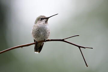 Annas hummingbird on perch in closeup with green bokeh background