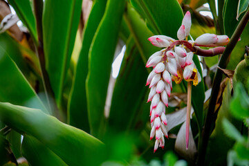 Flor da colônia (Alpinia speciosa ou Alpinia Zerumbet). No Brasil é encontrada em várias regiões, com os nomes populares Azucena-de-porcelana, gengibre-concha, alpínia e flor de cera.