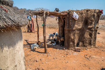 A view of goats finding shade in a Himba tribe village in Namibia in the dry season