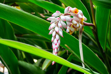 Flor da colônia (Alpinia speciosa ou Alpinia Zerumbet). No Brasil é encontrada em várias regiões, com os nomes populares Azucena-de-porcelana, gengibre-concha, alpínia e flor de cera.