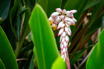 Flor da colônia (Alpinia speciosa ou Alpinia Zerumbet). No Brasil é encontrada em várias regiões, com os nomes populares Azucena-de-porcelana, gengibre-concha, alpínia e flor de cera.