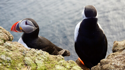 Pair of cute puffins standing on the edge of a cliff facing away from each other.