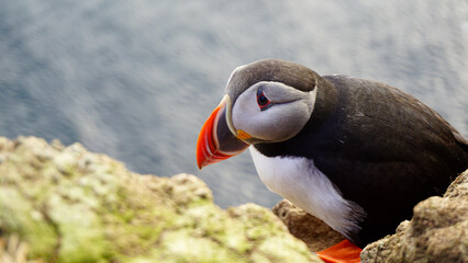 Close-up view of a cute puffin standing on the cliff.