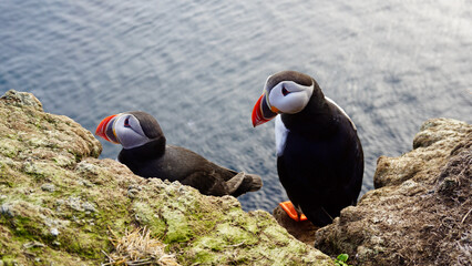 Pair of cute puffins standing on the edge of a cliff.