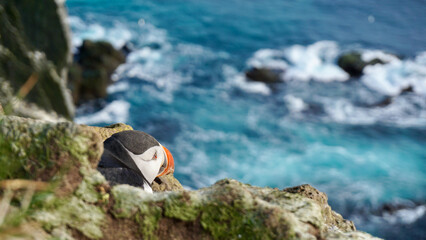 Lone puffin watching the sea from the cliff.
