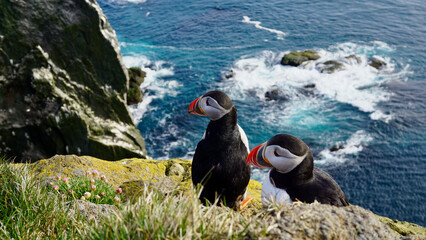 Two Icelandic puffins observing the surroundings of the cliff.
