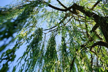 Weeping willow branches from beneath in a sunny day