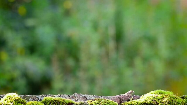 Blue tit bird close up on branch eating peanut food, blurred green nature background