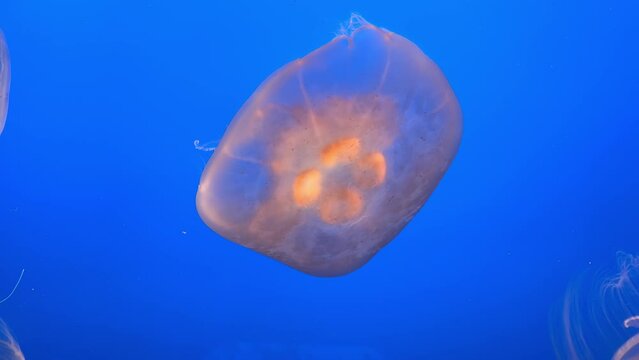 Pink Jellyfish in Azure Waters