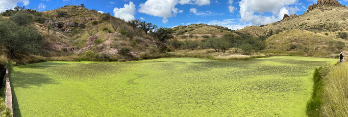 Pondweed covered pond in Coronado National Forest near Nogales, Arizona