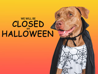 Signboard with the inscription We will be closed on Halloween. Cute brown dog and Count Dracula costume. Closeup, indoors. Studio shot.  Pet care concept