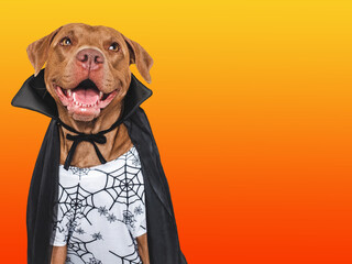 Happy Halloween. Charming dog and Count Dracula costume. Isolated background. Close-up, indoors. Studio shot. Congratulations for family, relatives, loved ones, friends, colleagues. Pet care concept