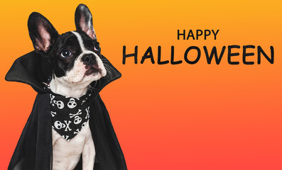 Happy Halloween. Charming puppy and Count Dracula costume. Isolated background. Close-up, indoors. Studio shot. Congratulations for family, relatives, loved ones, friends, colleagues. Pet care concept
