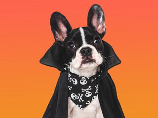 Happy Halloween. Charming puppy and Count Dracula costume. Isolated background. Close-up, indoors....
