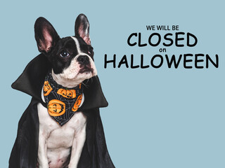 Signboard with the inscription We will be closed on Halloween. Cute puppy dog and Count Dracula costume. Closeup, indoors. Studio shot. Pet care concept
