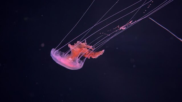 Pink Jellyfish in Dark Waters