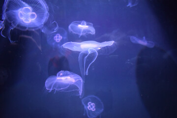 jellyfish in aquarium, Bray, Ireland
