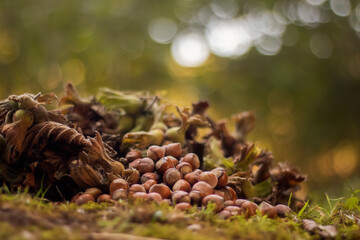 Hazelnuts on the ground in the forest, shallow depth of field