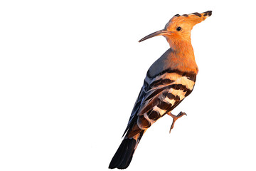 Photo of a bird with oil painting effect applied. Cute bird with great details and colours. Isolated image. White Background. Hoopoe. © serkanmutan