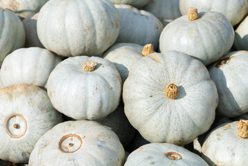 Large, bright pumpkins with blue and green shells lie side by side and on top of each other in the...