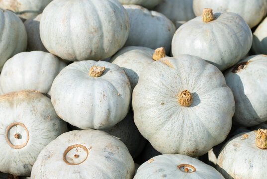 Large, bright pumpkins with blue and green shells lie side by side and on top of each other in the sun.