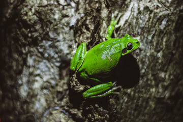 frog on a tree 
