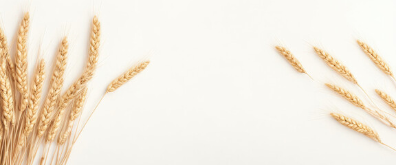 Wheat grains in the background. White background with text area and wheat grain and ears. Top view of dried wheat ears against a white background. concept and banner for harvest