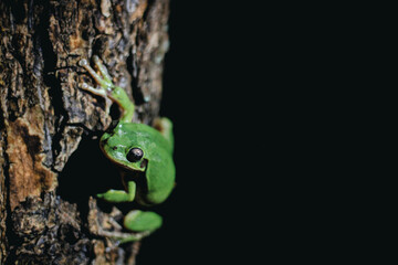 green tree frog
