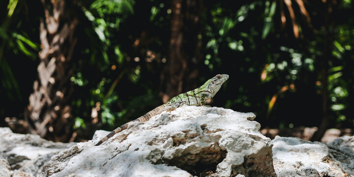 lizard on the rock 