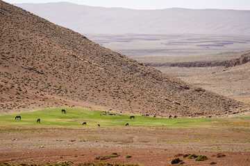 Moroccan landscape in the atlas with horses 