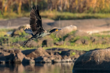 Great cormorant (Phalacrocorax carbo). 