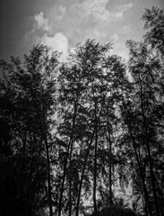 black and white photo of trees and Sunshine and a cloudy sky