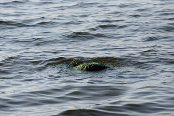 wave washed green mossy sea stone on a sunny autumn day