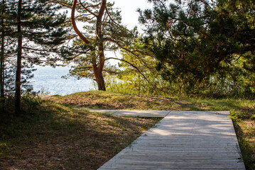 a pedestrian path made of boards to the sea shore surrounded by dwarf pines