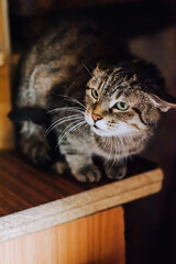 An adult beautiful gray tabby cat sits in the house. Animal photography, portrait.