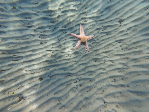 A starfish falls to the sandy bottom.  Underwater photo.