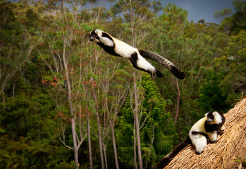 Black and White Ruffed Lemur - Varecia variegata  endangered species of ruffed lemur, endemic to Madagascar, jumping and climbing mammal relative to monkeys. Second lemur sitting and watching © phototrip.cz