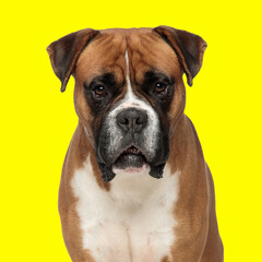 cute boxer dog looking forward and sitting on yellow background